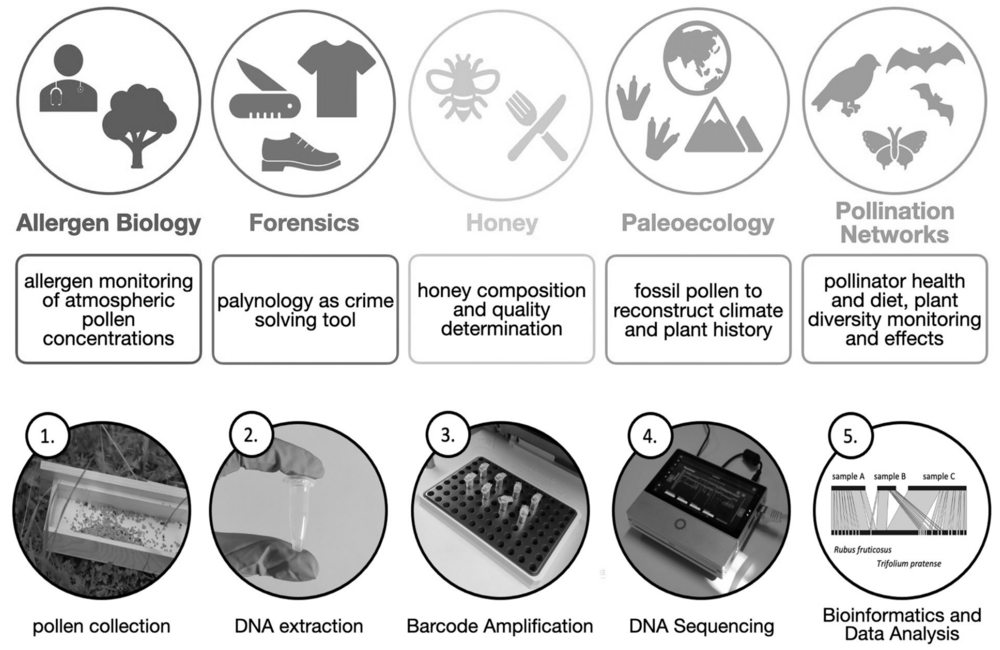Von der Probe zur Identifikation. Aus Prudnikow et al. 2023.