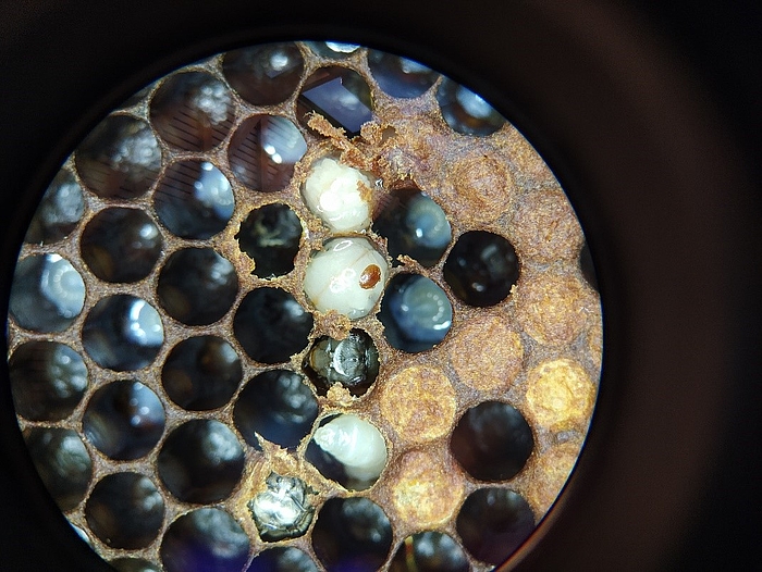 Varroamilbe auf Bienenlarve unter dem Mikroskop